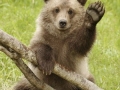 медведь.jpg
