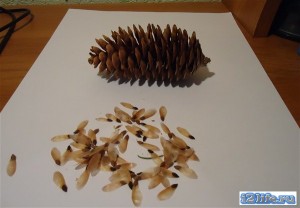 Семена из шишки